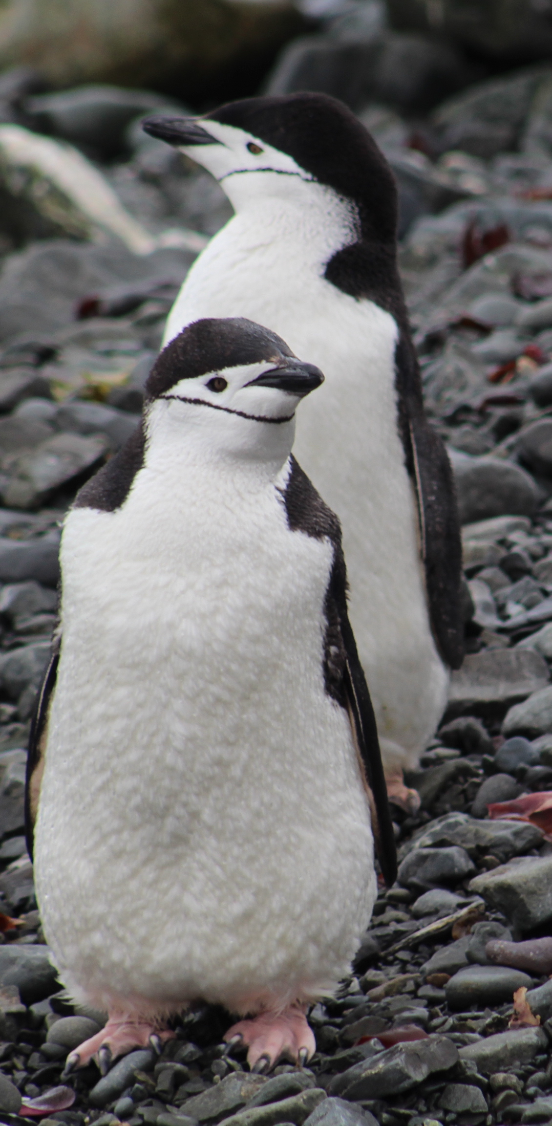 Chinstrap Couple on Livingston Island, Antarctica, Feb. 11, 2020