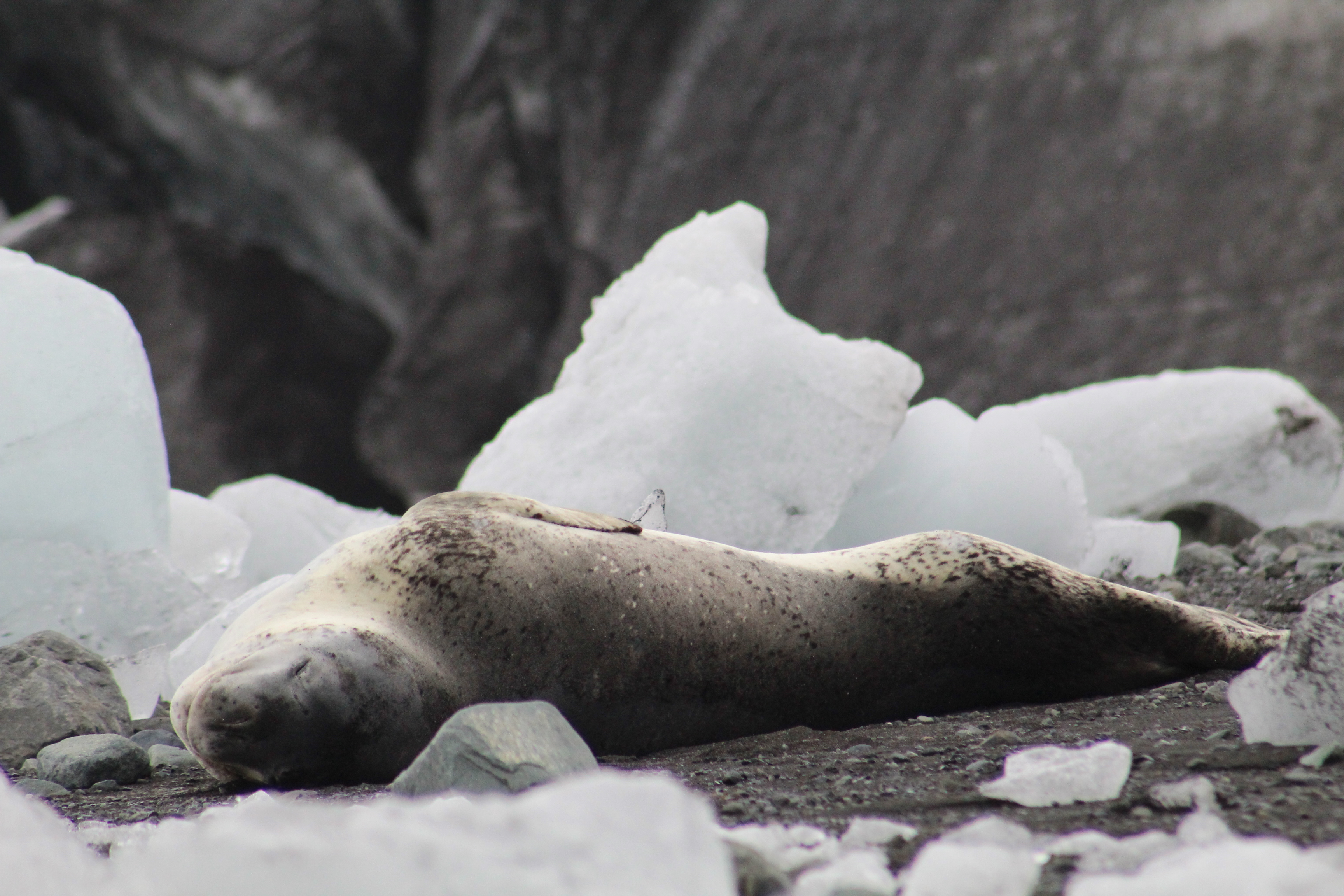 Leopard Seal on Livingston Island, Anatarctica Feb. 11, 2020