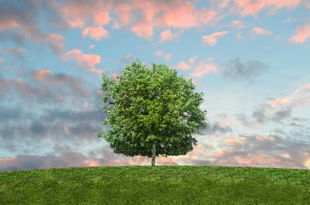 small picture of a tree on a hill